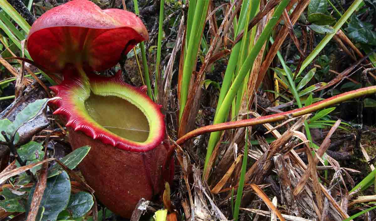 The Plant That Eats Rats: Inside the World’s Most Terrifying Carnivore