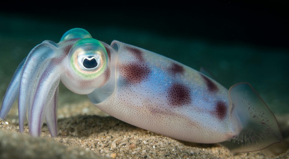 Glowing Hawaiian bobtail squid in sand.