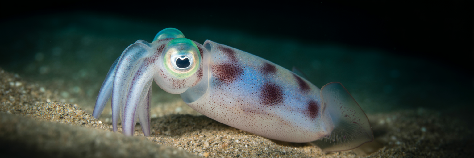 Glowing Hawaiian bobtail squid in sand.