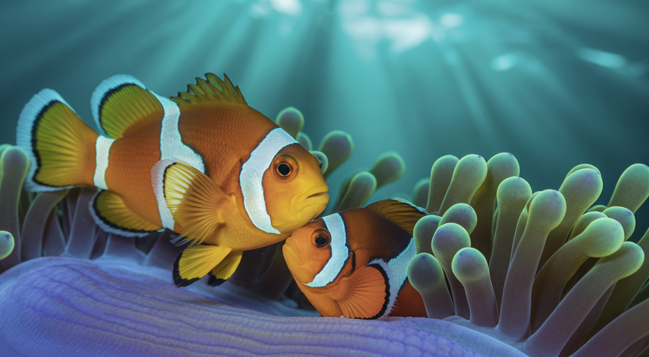 Female and male clownfish in anemone.