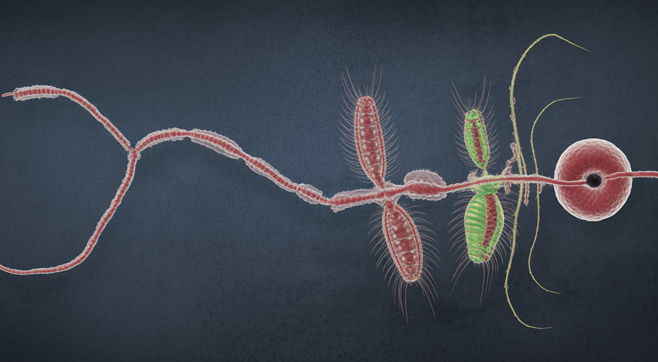 Diagram of a parasitic life cycle