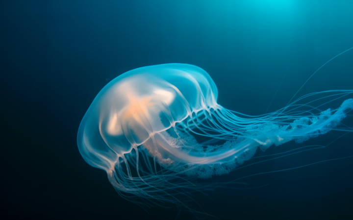 What Kills the Immortal Jellyfish?