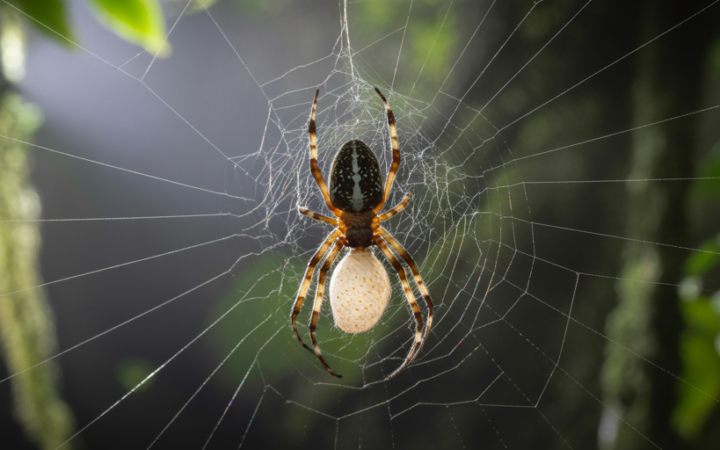 The Creepy Life of Zombie Spider Parasites