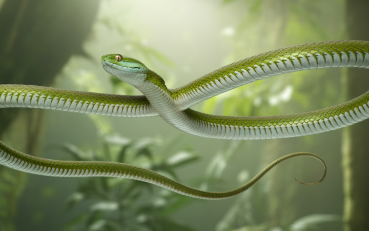 Can Flying Snakes Really Gain Height? What Their Glides Actually Look Like