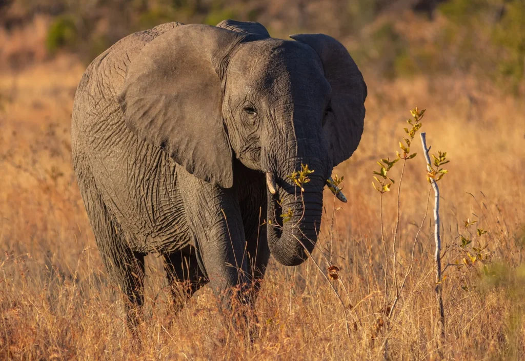 An African savanna elephant photographed in Kruger National Park.