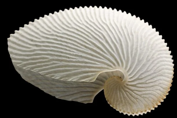 How Argonauts Carry Air in Paper Shells