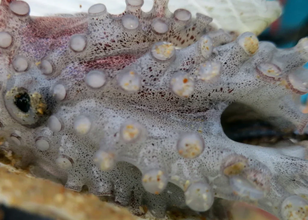 Argonauta argo showing its arms and body