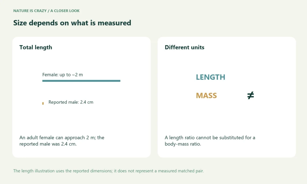 Size depends on what is measured. Total length: An adult female can approach 2 m; the reported male was 2.4 cm. Different units: A length ratio cannot be substituted for a body-mass ratio.