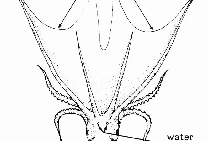 Why Female Blanket Octopuses Dwarf Males
