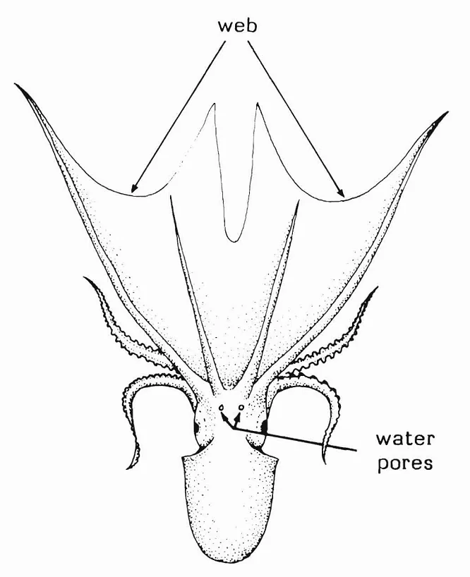 Why Female Blanket Octopuses Dwarf Males
