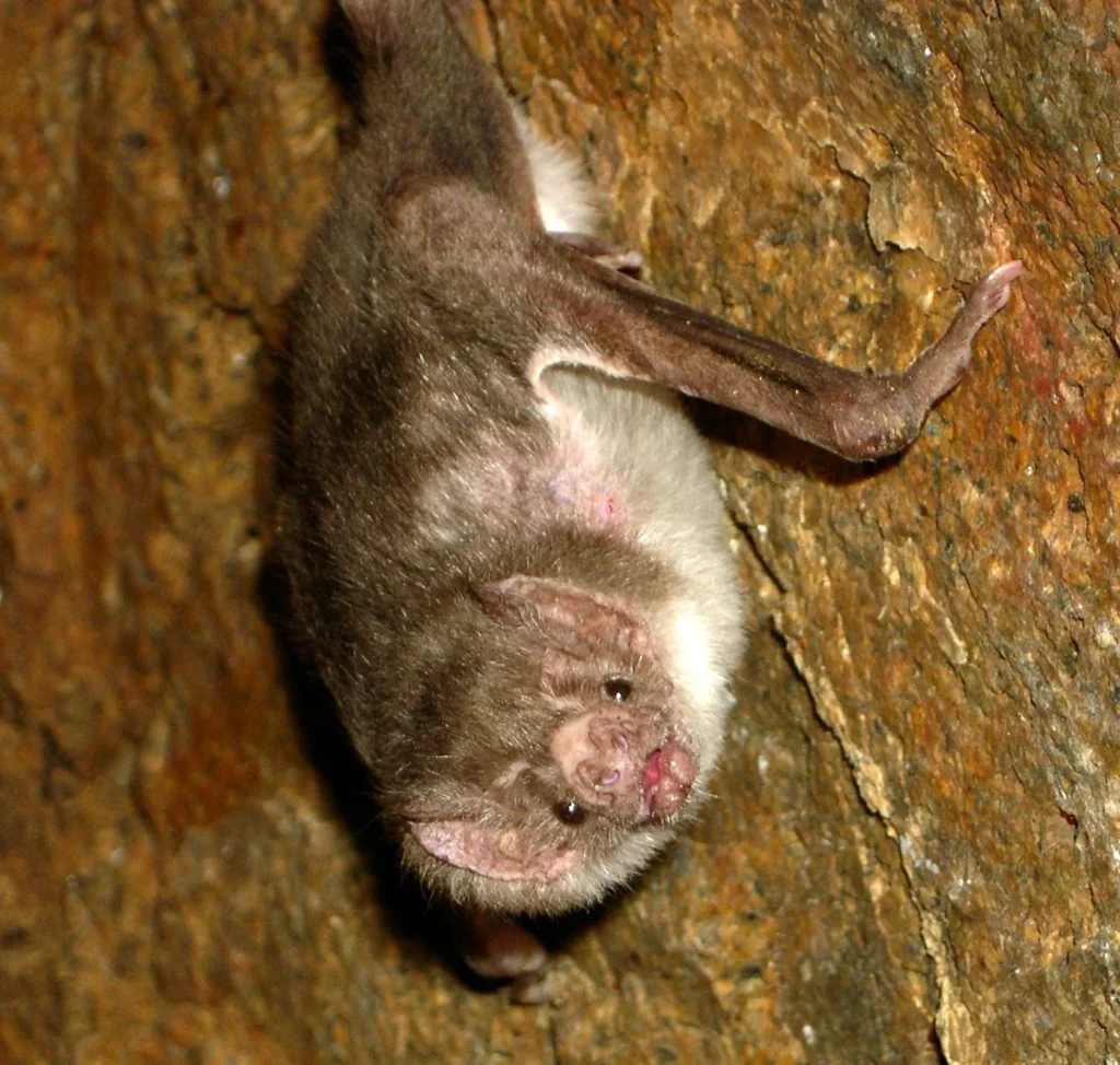 A common vampire bat, Desmodus rotundus, photographed at rest.