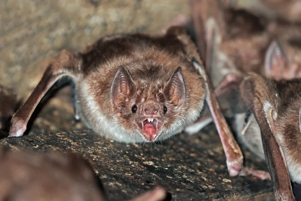 A common vampire bat photographed in Rio Negro.