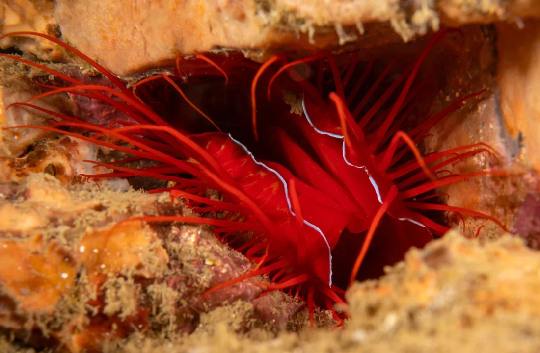 Why Disco Clams Flash Without Glowing