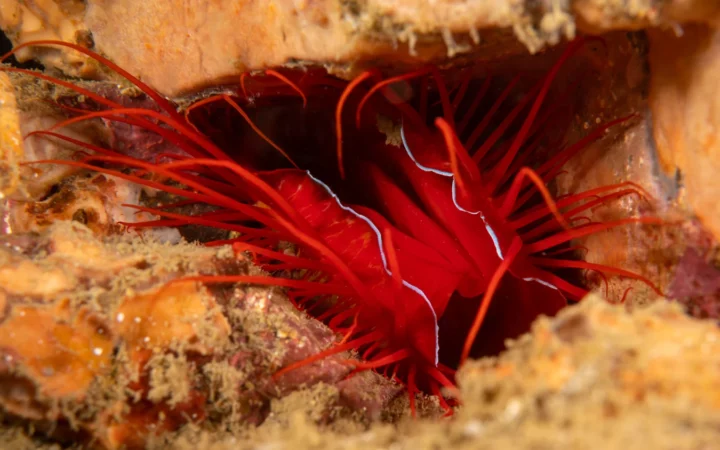 Why Disco Clams Flash Without Glowing
