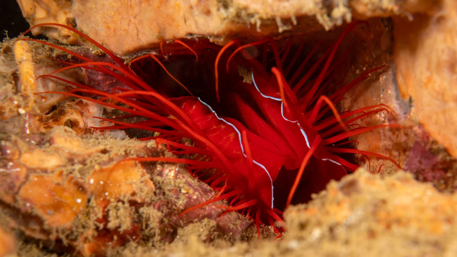 Why Disco Clams Flash Without Glowing