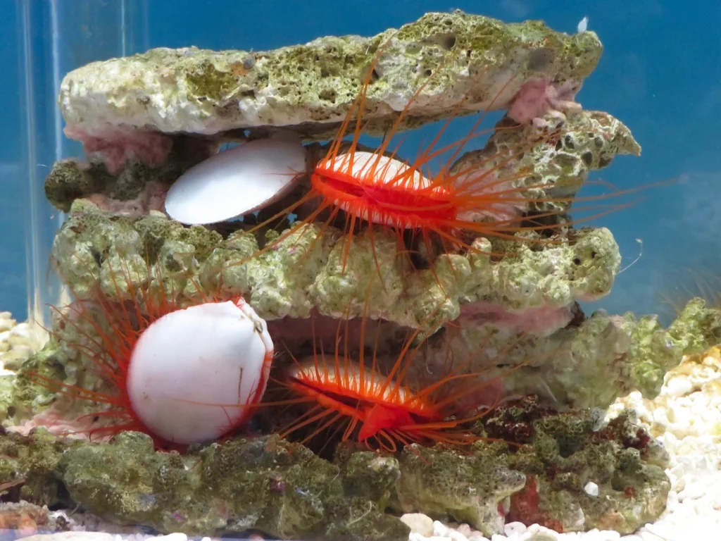Disco clam in an aquarium display