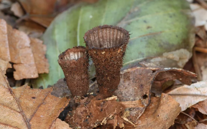 Bird’s-Nest Fungi Launch Spores With Rain