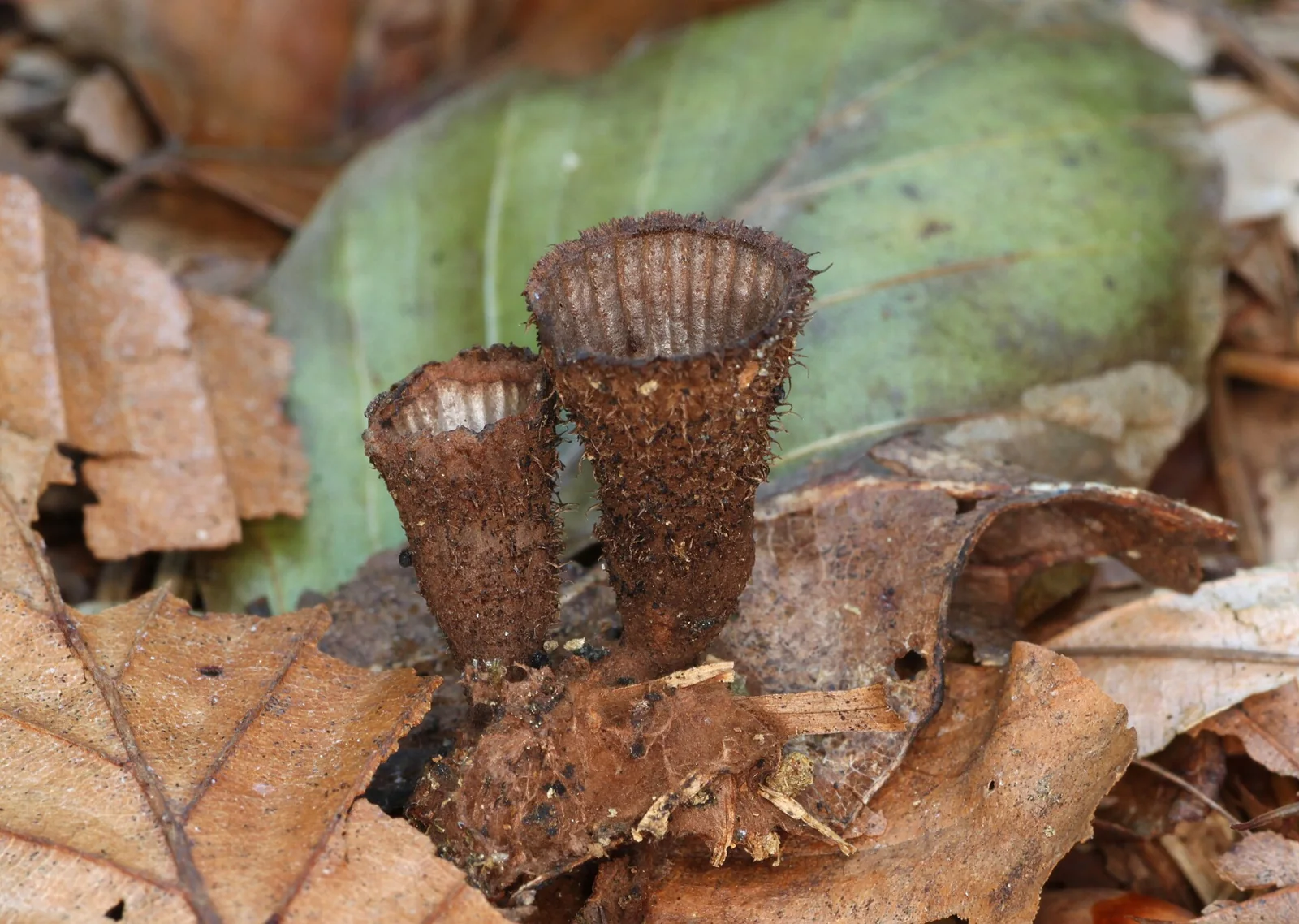 Bird’s-Nest Fungi Launch Spores With Rain