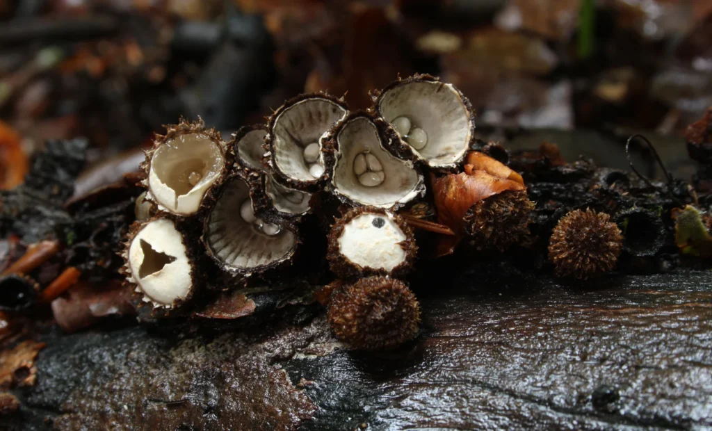 Cyathus striatus fruiting bodies with visible cup interiors.