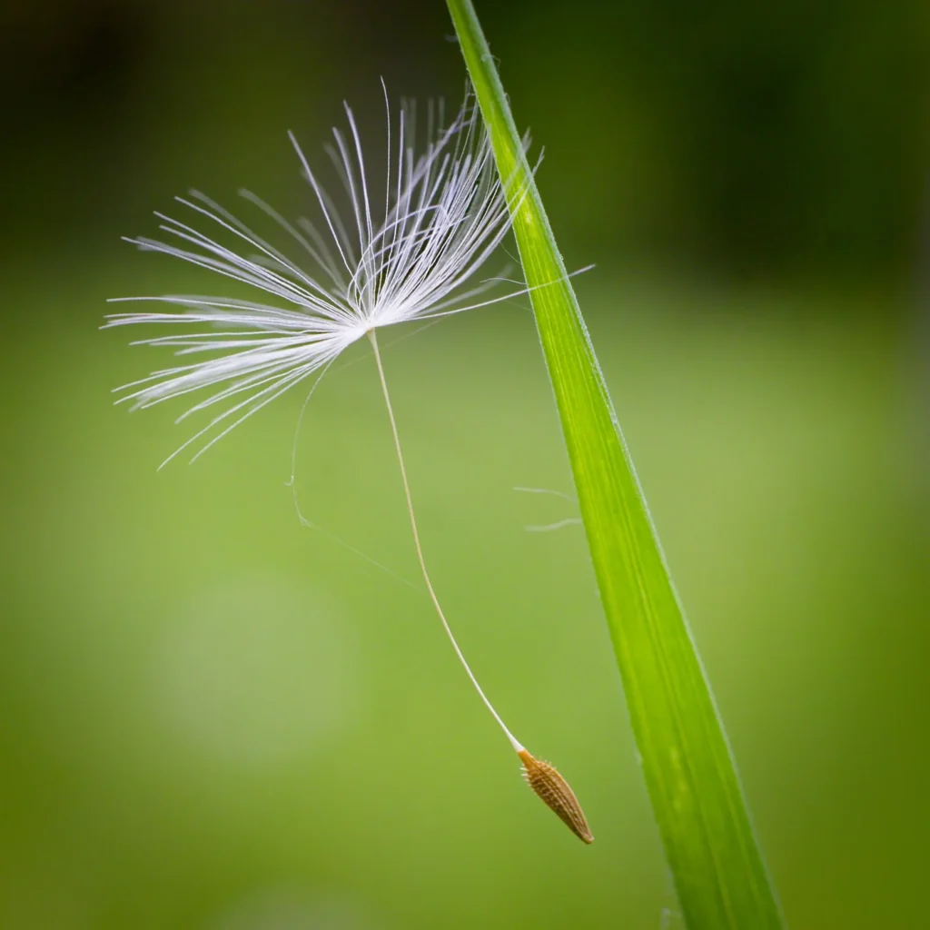 A dandelion fruit with a white pappus caught on a blade of grass.