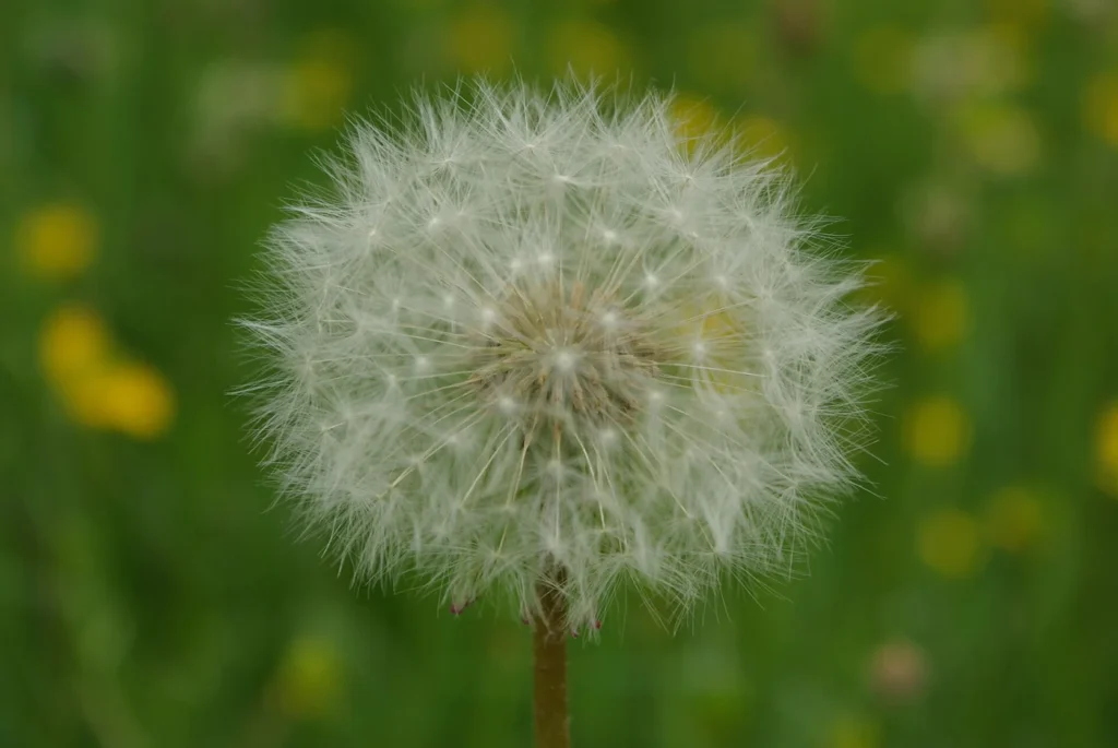 A dandelion seed head with many open white pappi.
