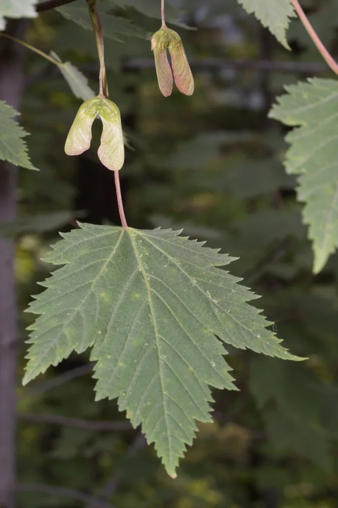 Maple leaves and winged Acer glabrum fruits.