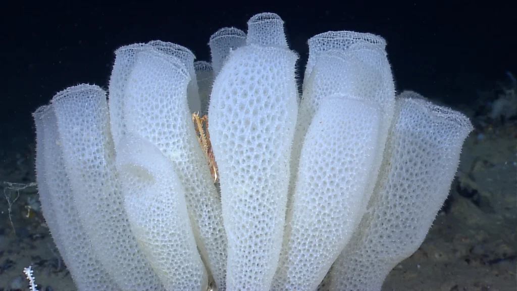 A group of pale Euplectella glass sponges on the deep seafloor.