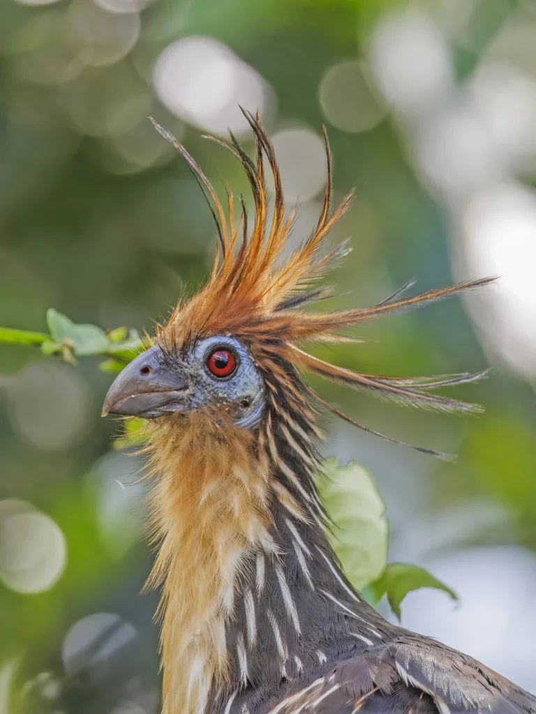 A close view of a hoatzin with blue facial skin and a spiky crest.