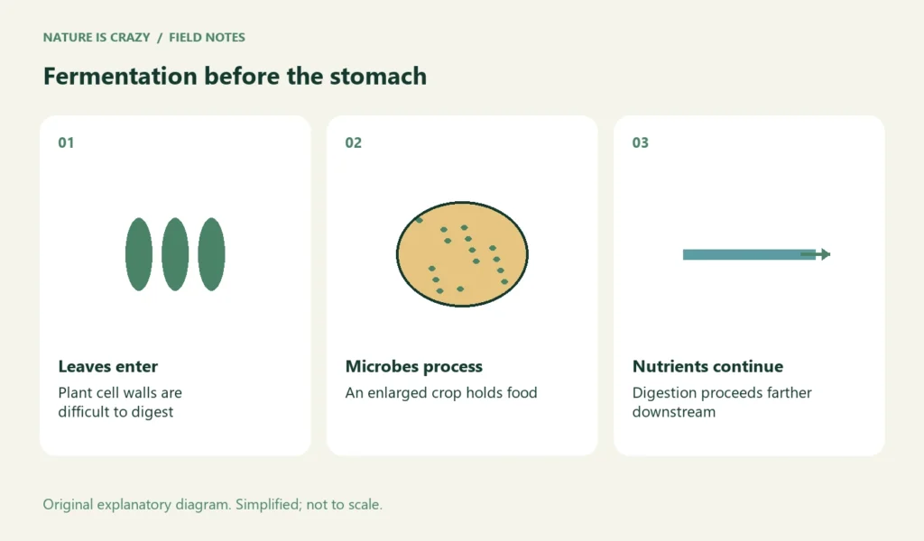 Fermentation before the stomach. Leaves enter: Plant cell walls are difficult to digest. Microbes process: An enlarged crop holds food. Nutrients continue: Digestion proceeds farther downstream.