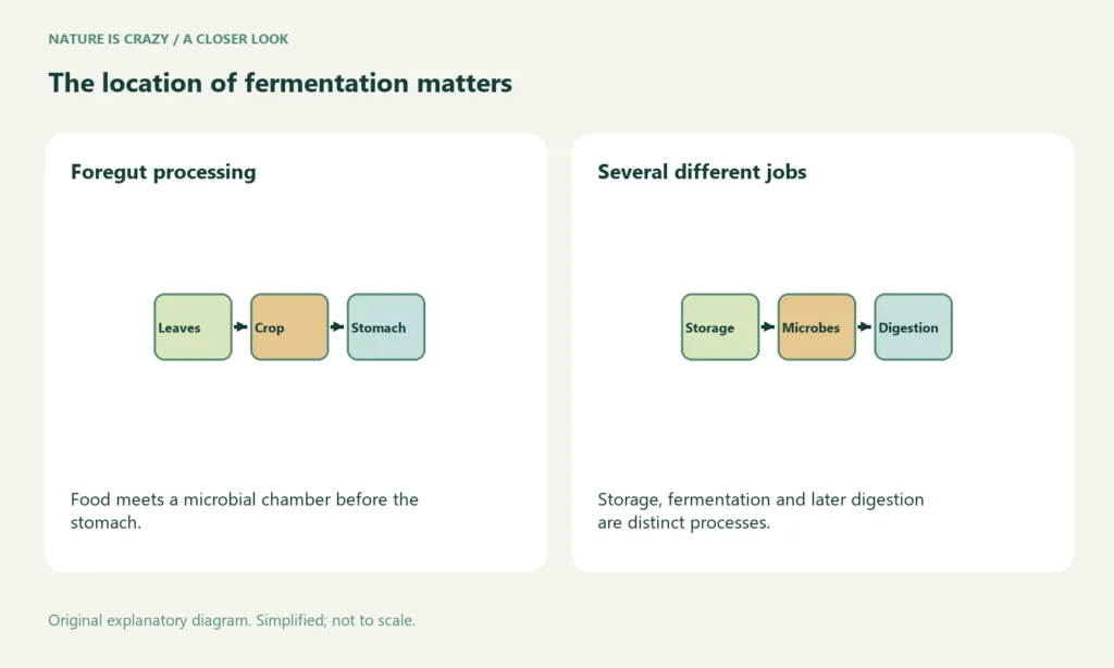 The location of fermentation matters. Foregut processing: Food meets a microbial chamber before the stomach. Several different jobs: Storage, fermentation and later digestion are distinct processes.
