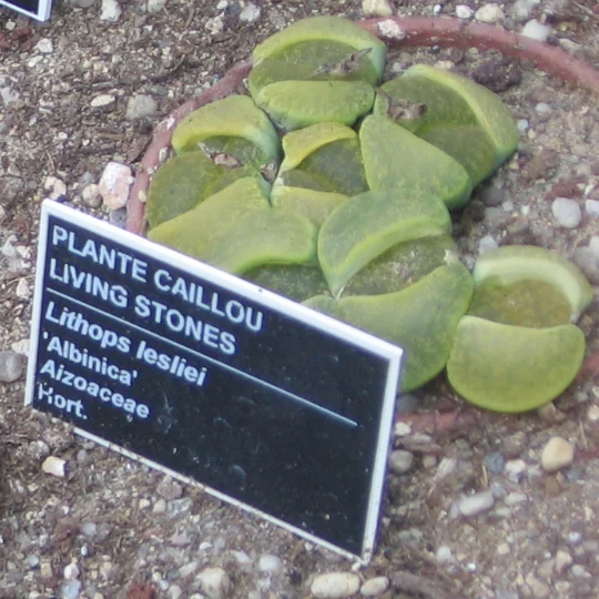 Pale paired leaf tops of cultivated Lithops lesliei Albinica.