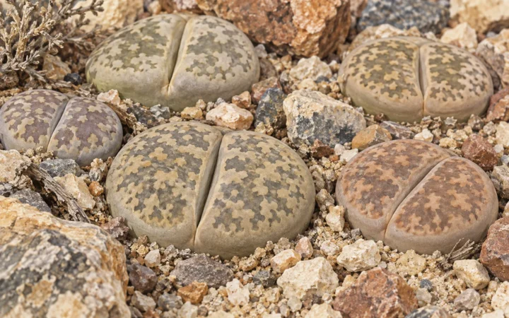 How Lithops Use Windows in Their Leaves