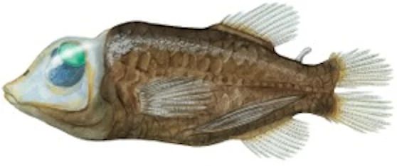 How Barreleye Fish Rotate Their Eyes
