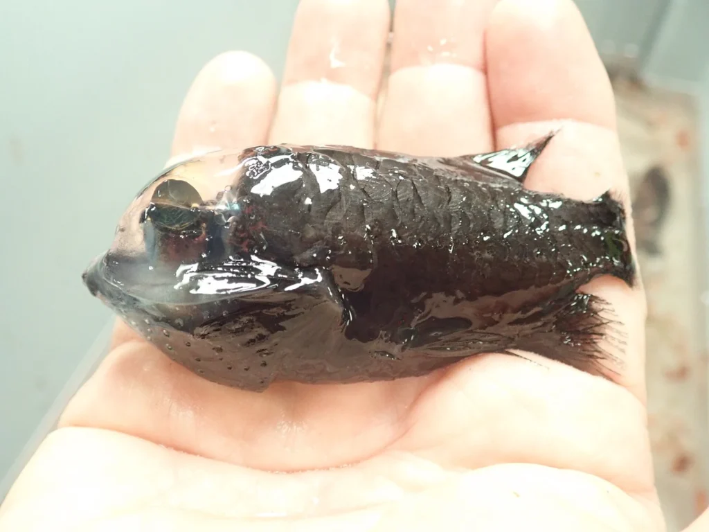 Collected barreleye fish specimen showing its compact body and large head