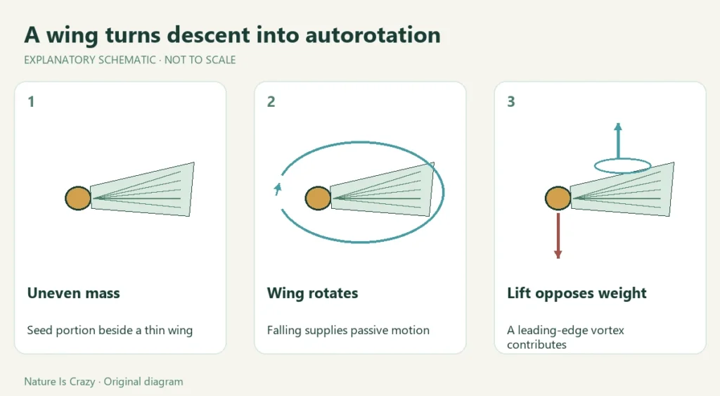 A wing turns descent into autorotation. Uneven mass: Seed portion beside a thin wing. Wing rotates: Falling supplies passive motion. Lift opposes weight: A leading-edge vortex contributes.