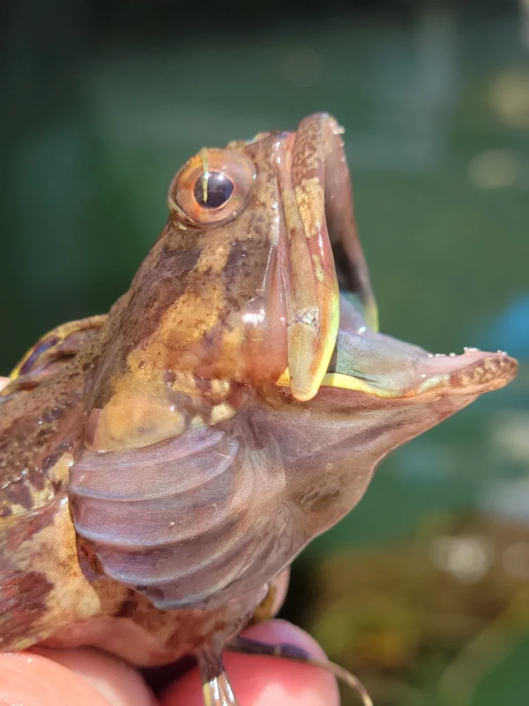 Second view of a sarcastic fringehead specimen