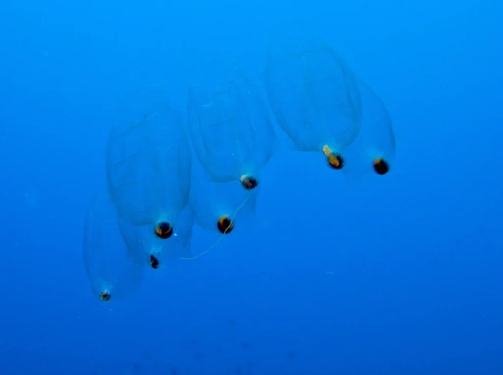 A chain of transparent Pegea confoederata salps.