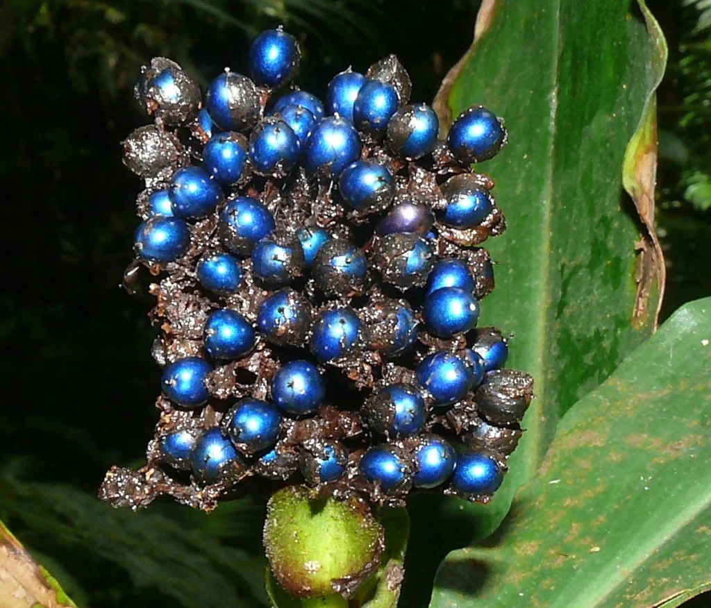 Metallic blue fruit of Pollia condensata.