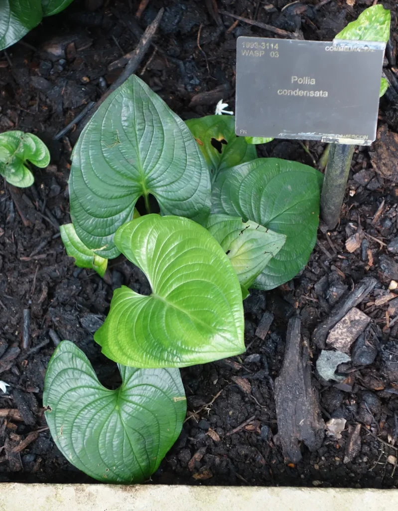 A Pollia condensata specimen photographed at Kew Gardens.