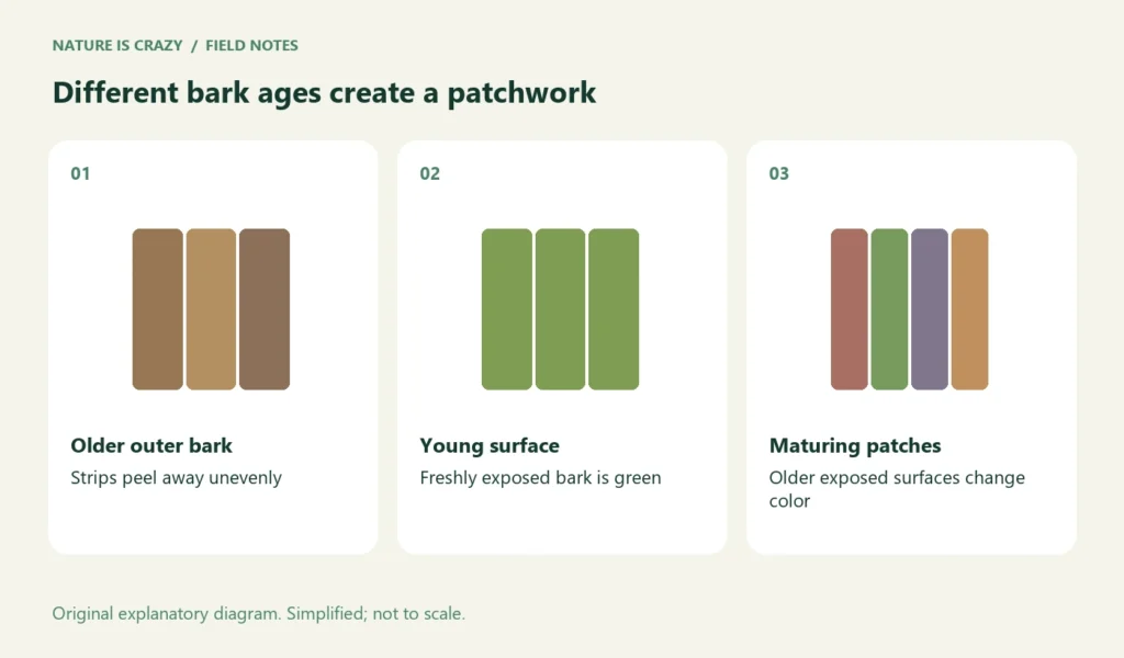 Different bark ages create a patchwork. Older outer bark: Strips peel away unevenly. Young surface: Freshly exposed bark is green. Maturing patches: Older exposed surfaces change color.