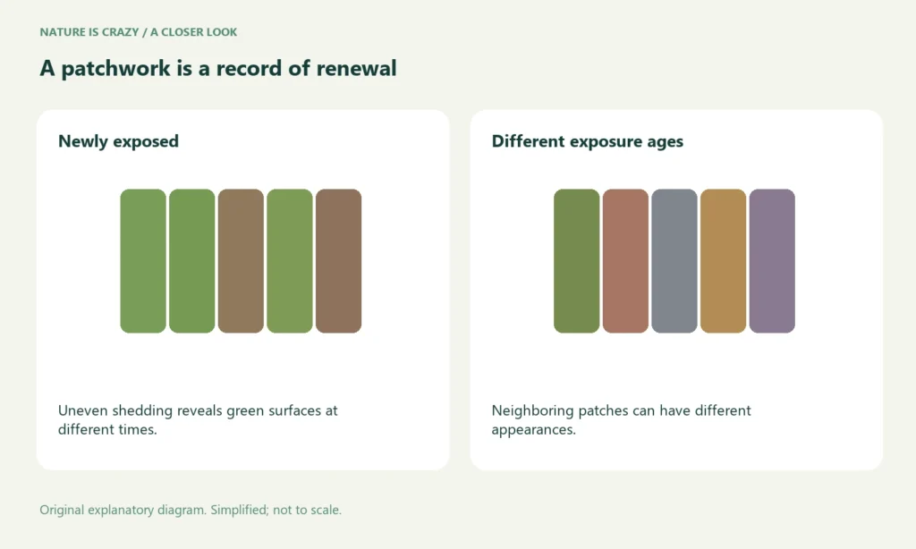 A patchwork is a record of renewal. Newly exposed: Uneven shedding reveals green surfaces at different times. Different exposure ages: Neighboring patches can have different appearances.