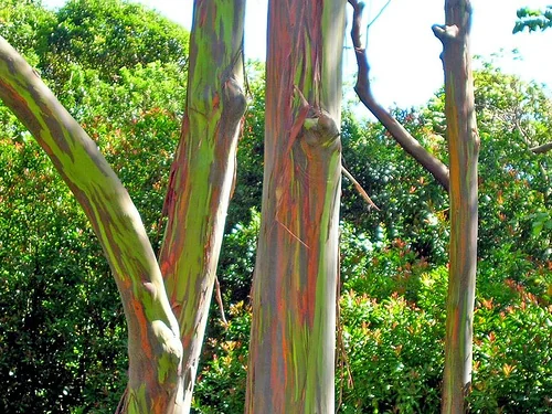 A grove of tall rainbow eucalyptus trees in Hawaii.