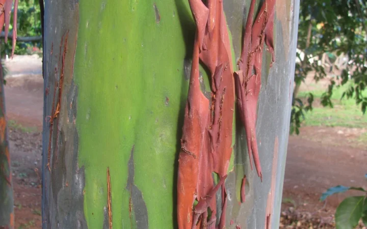 Why Rainbow Eucalyptus Bark Changes Color