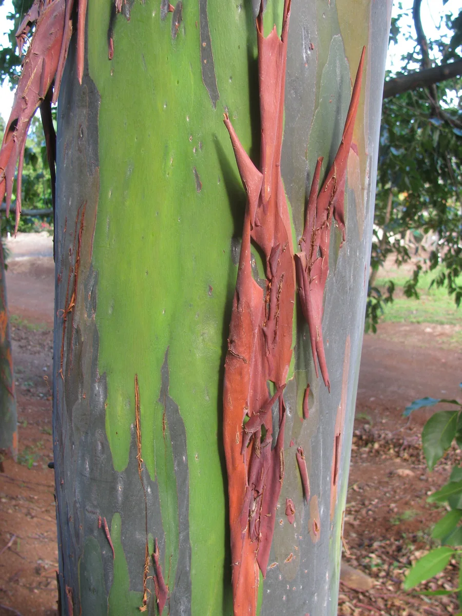 Why Rainbow Eucalyptus Bark Changes Color