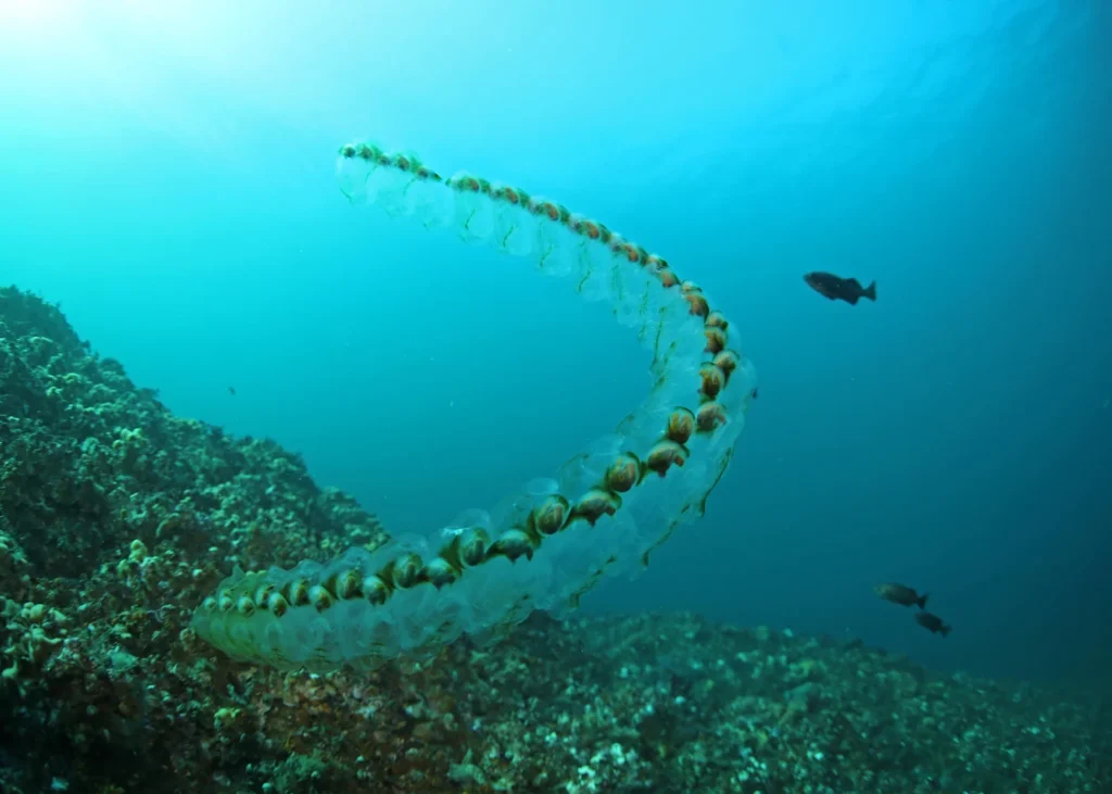 A transparent salp chain photographed in the water.