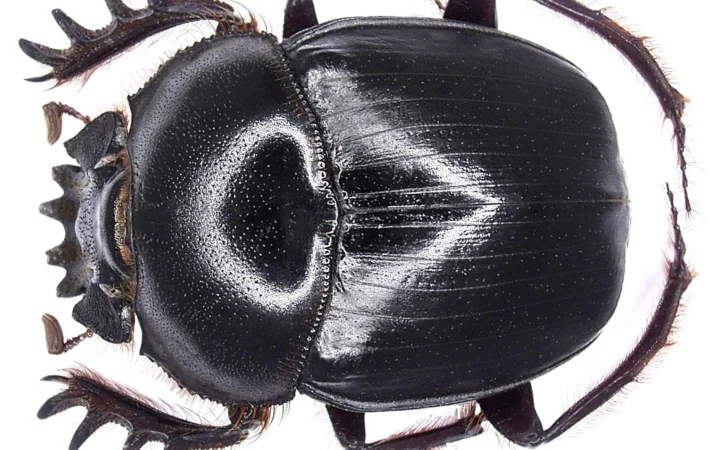 How Dung Beetles Navigate by the Milky Way