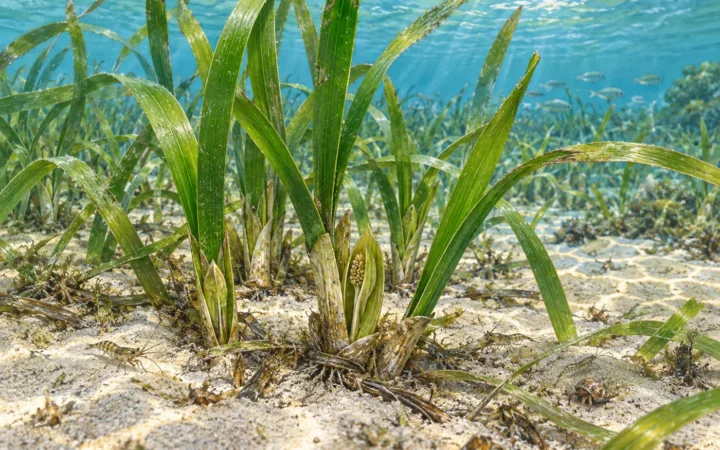 How Small Animals Pollinate Seagrass Flowers