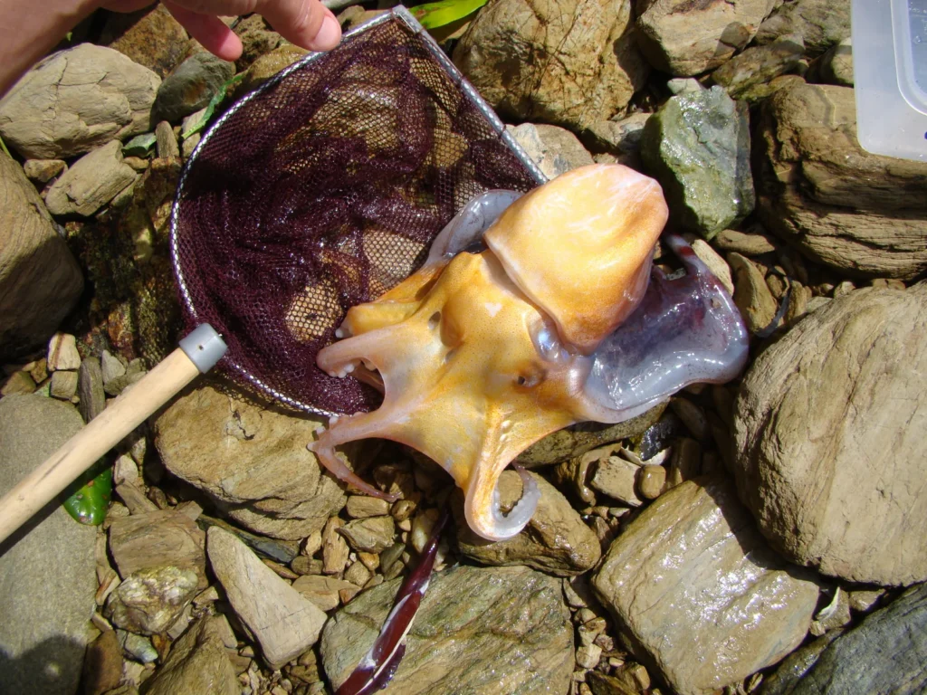 A photographed specimen of Robson’s blanket octopus, Tremoctopus robsoni.