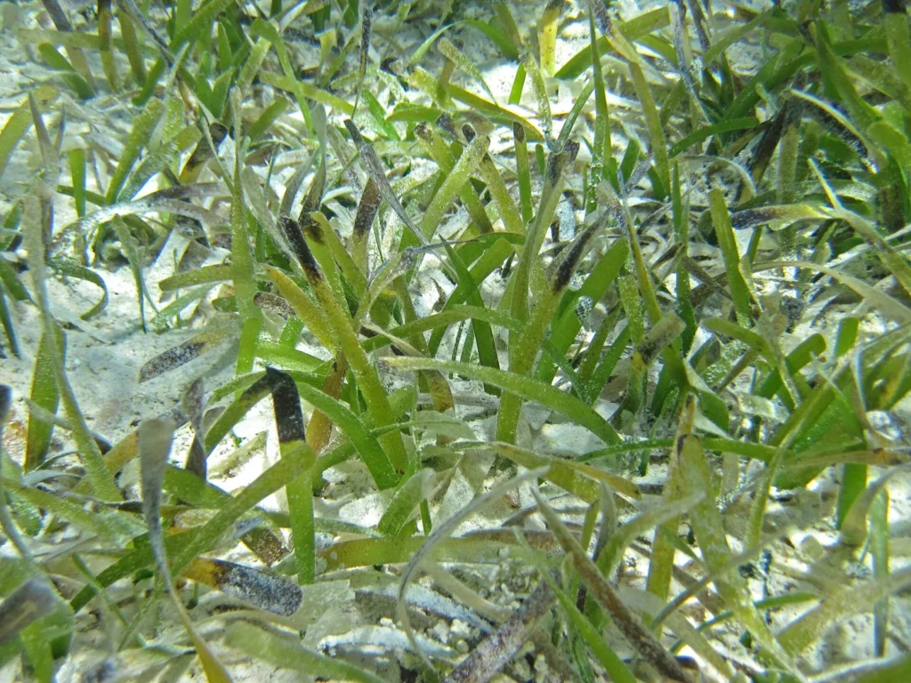 Thalassia testudinum photographed in the South Pigeon Creek estuary, Bahamas.