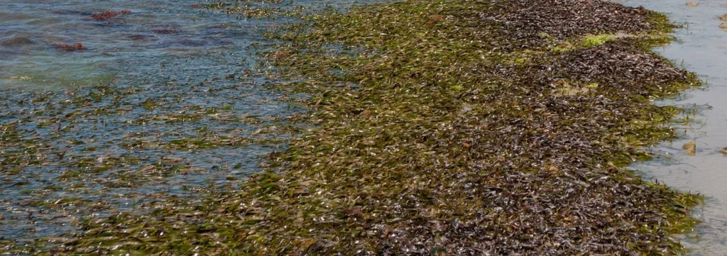A meadow of turtle grass, Thalassia testudinum.